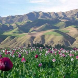 de41704b036aa5871d3a3476472d2064--poppy-fields-afghanistan
