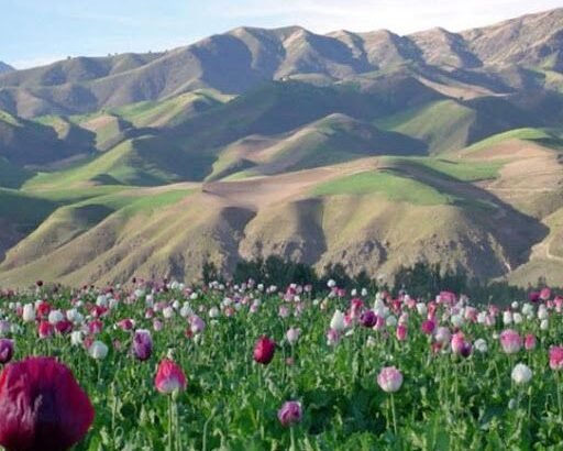 de41704b036aa5871d3a3476472d2064--poppy-fields-afghanistan