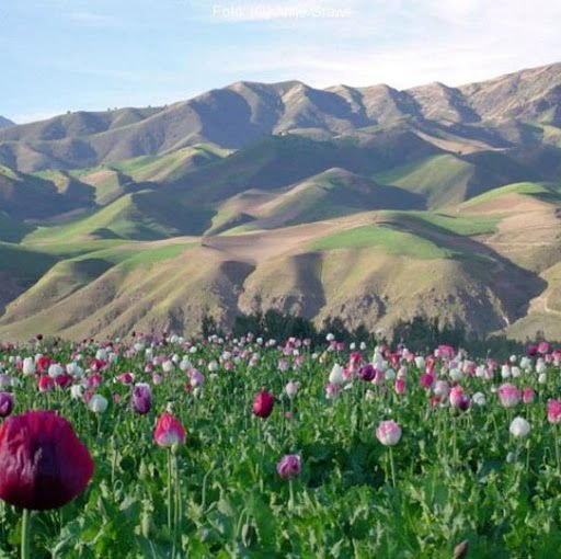 de41704b036aa5871d3a3476472d2064--poppy-fields-afghanistan